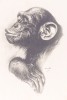 GALVÃO (HENRIQUE) – RONDA DE ÁFRICA