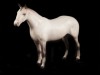 CAVALO ÁRABE