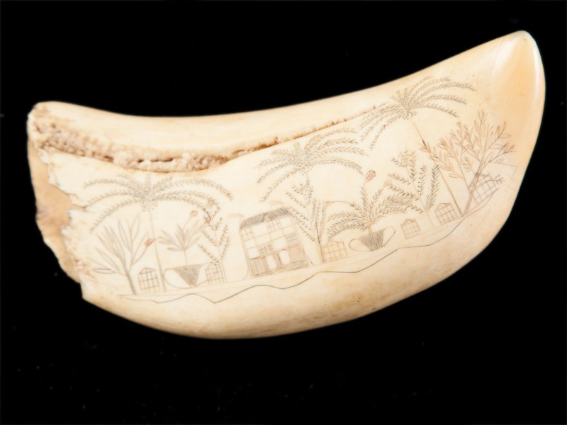 SCRIMSHAW “A CAÇA À BALEIA”