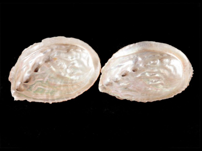 DUAS CONCHAS DE ABALONE
