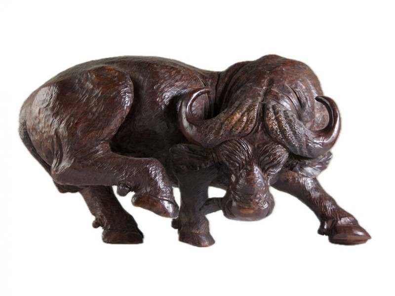 BÚFALO AFRICANO